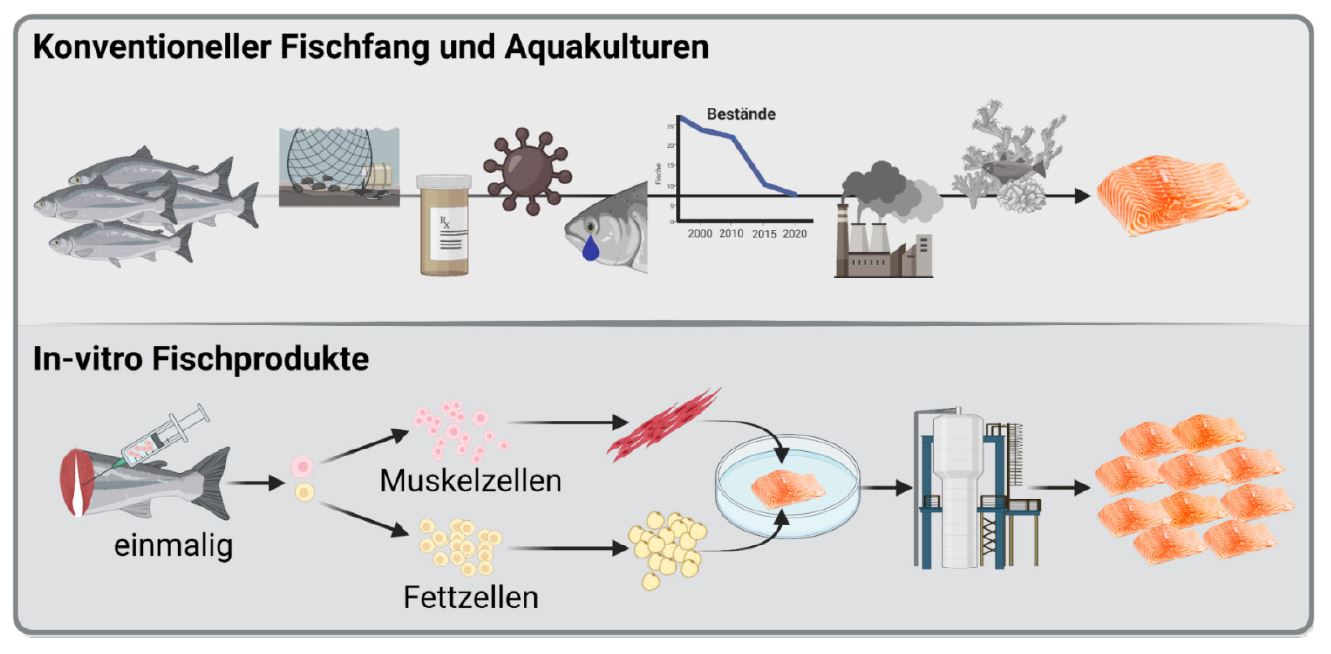 Poster INVERS- In-vitro Erzeugung von smarten Fischproteinen